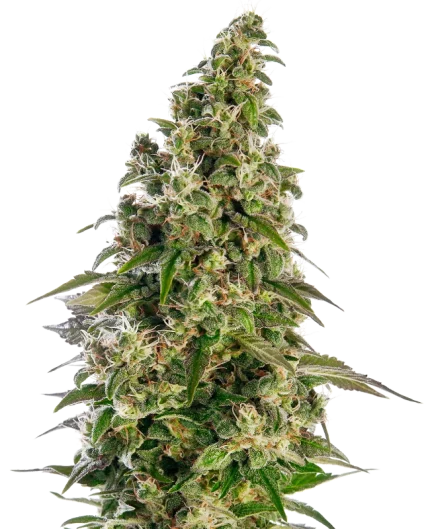 Afghani #1 Auto - Sensi seeds