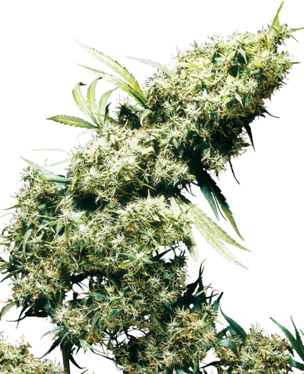 Jamaican Pearl - Sensi seeds