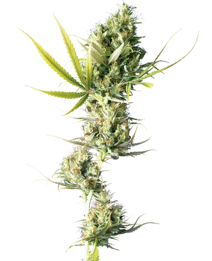 Durban - Sensi seeds