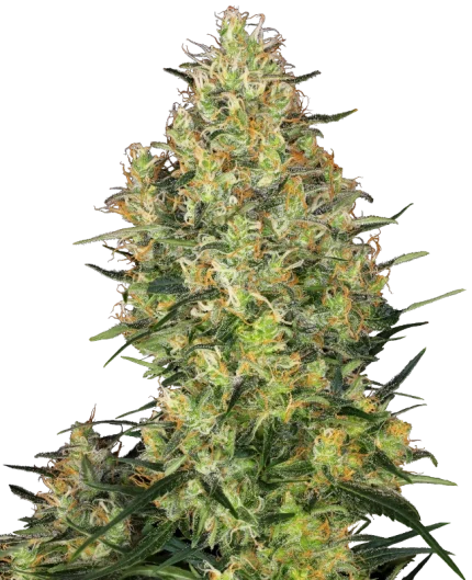 Shiva Skunk - Sensi seeds