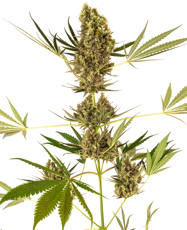 Alpine Delight CBD Auto - Sensi seeds