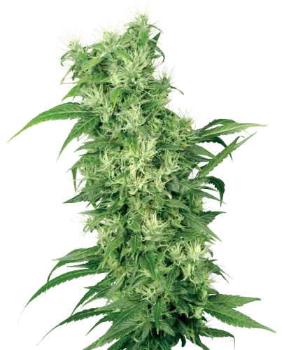 Female Mix - white label