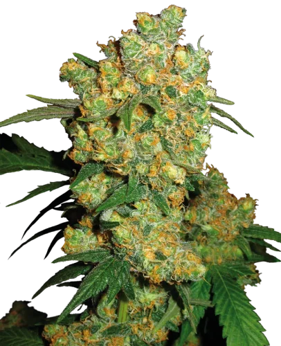 Big Bud - Sensi seeds