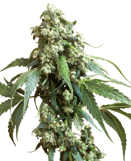 Jack Flash #5 - Sensi seeds
