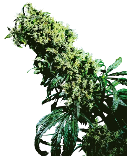 Northern Lights #5 x Haze - Sensi seeds