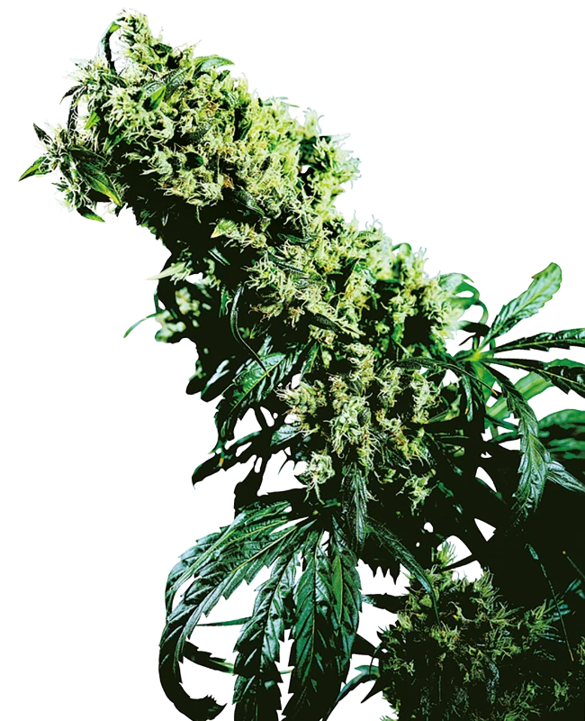 Northern Lights #5 x Haze – Sensi seeds