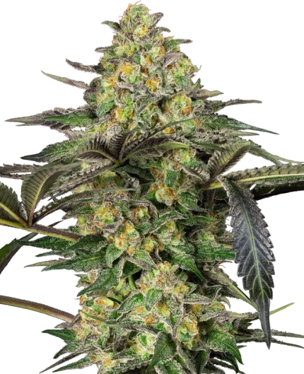 Grapevine Candy - Sensi seeds