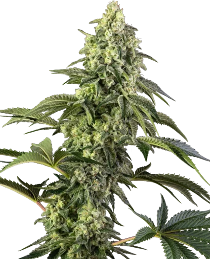 Cosmic Kiss - Sensi seeds