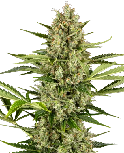 Jack Herer Auto - Sensi seeds