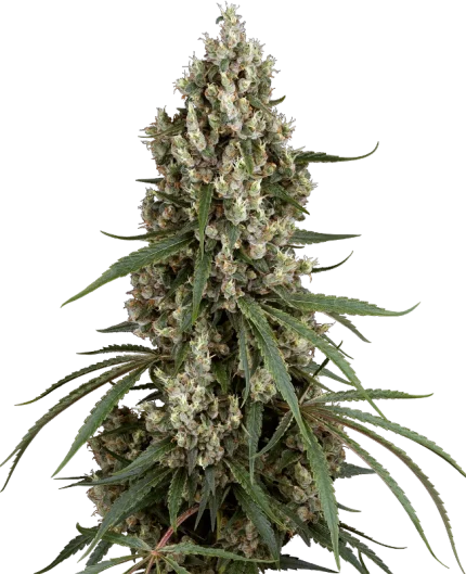 High school reunion - Sensi seeds