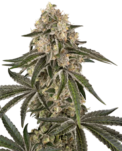 Sunset Peach - Sensi seeds