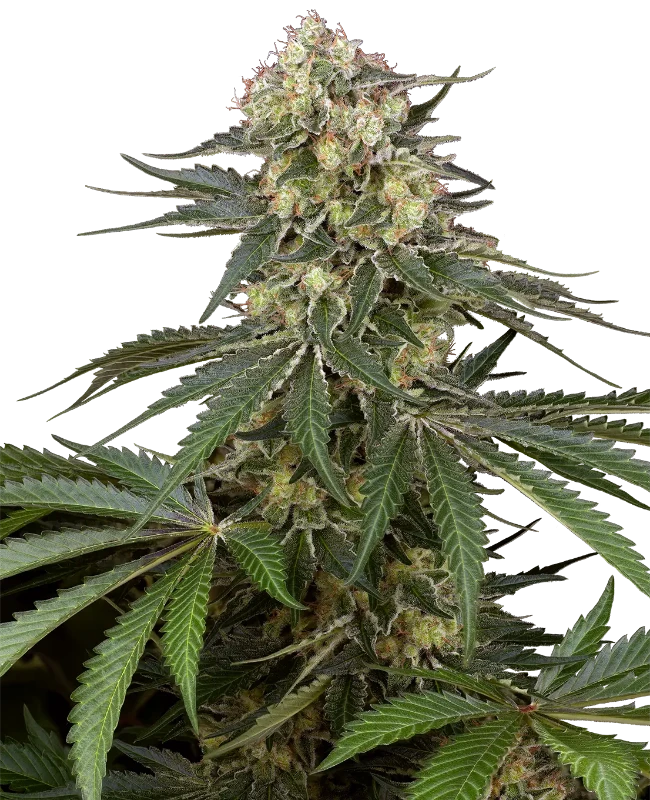 Angel's Bliss CBD Auto F1 - Sensi supreme
