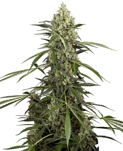 Skunk Auto F1 - Sensi supreme