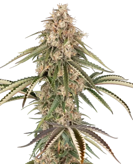 Garlic Gas - Sensi seeds