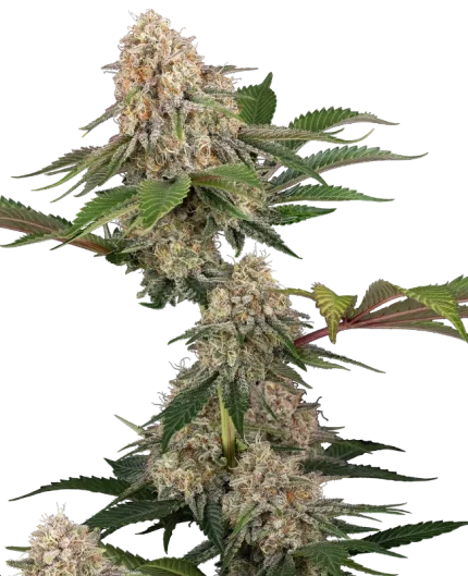 Sticky Berry Mints XXL - Sensi seeds