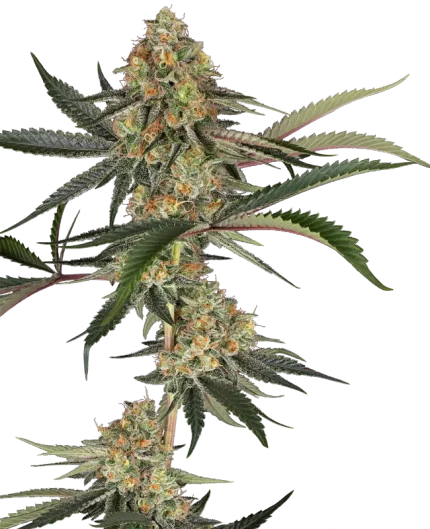 Super Lemon Cherry - Sensi seeds