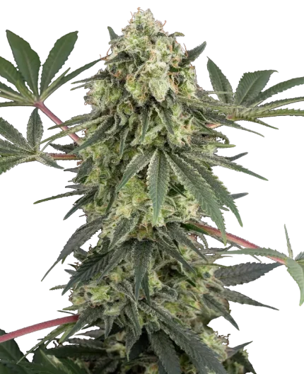 Acai Bacio - White label