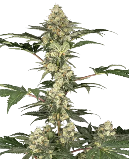 Lemon Pavlova  - French connection