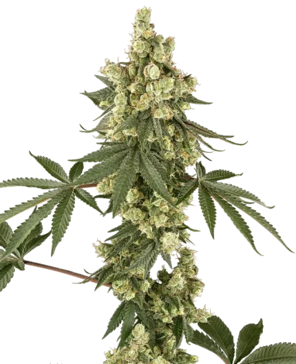 Lambo Haze - Serge cannabis