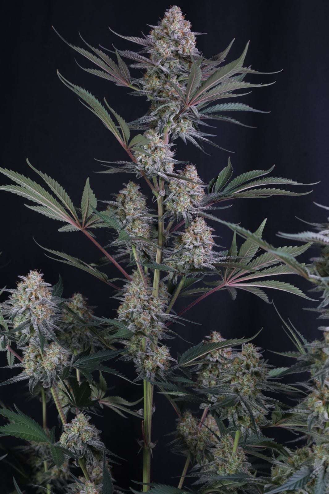 Lemon Tree Auto Fast Buds - immagine 4