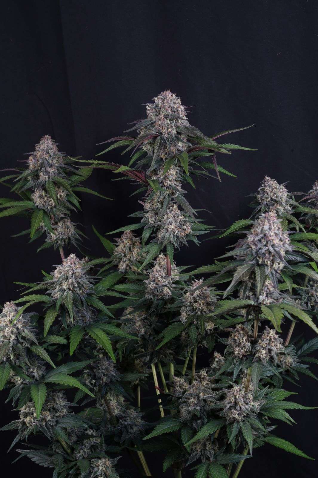 Lemon Cherry Sundae Auto Fast Buds - immagine 2