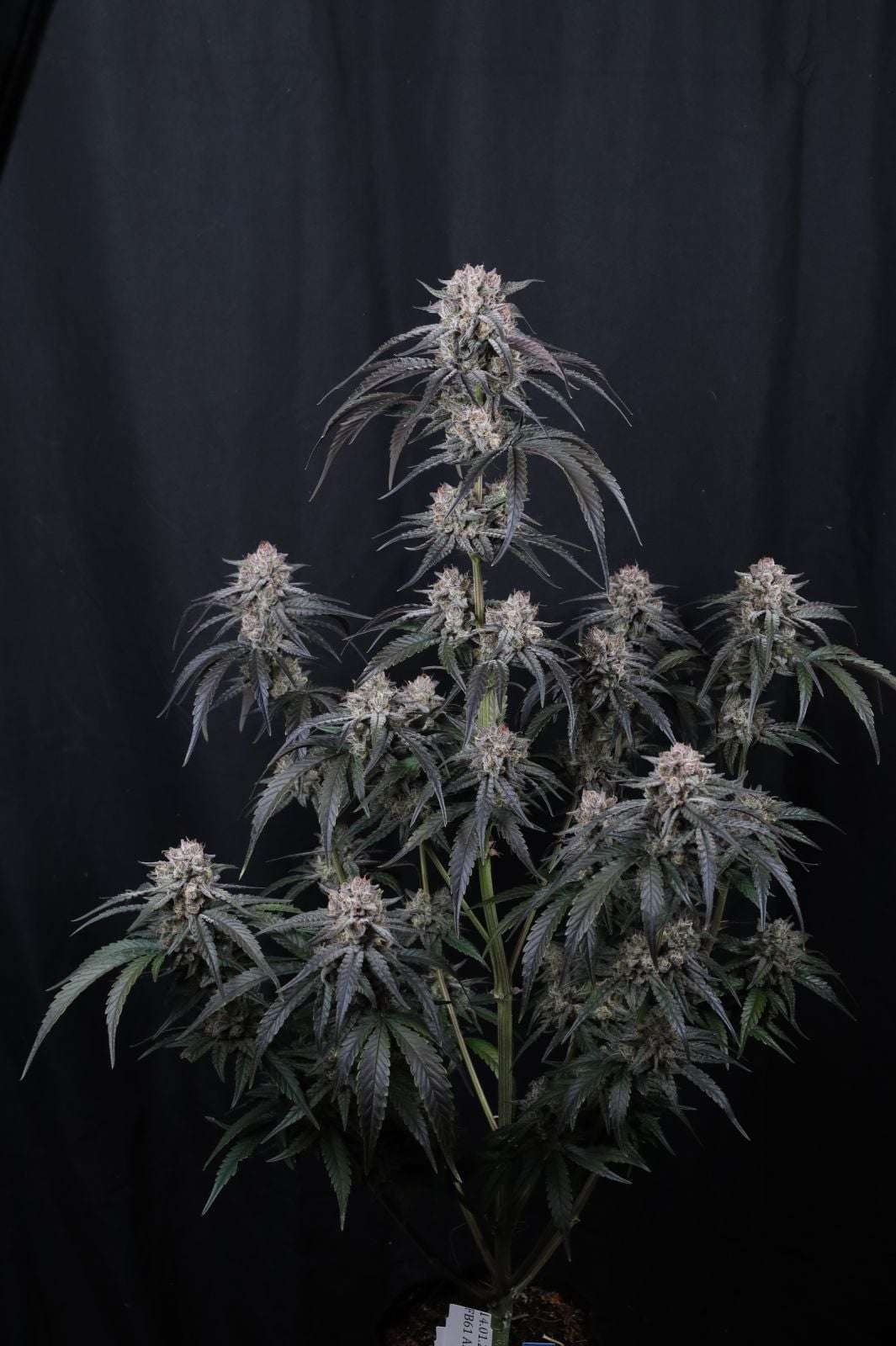 Mango Frost Auto Fast Buds - immagine 5