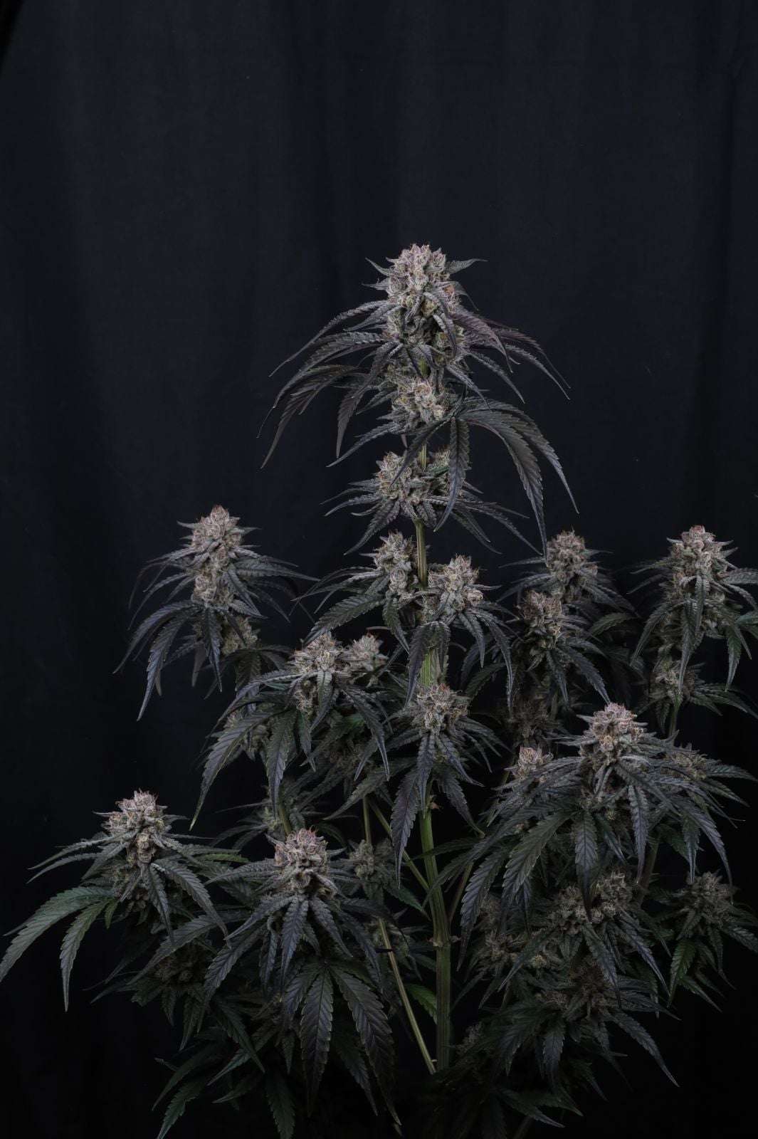 Mango Frost Auto Fast Buds - immagine 3