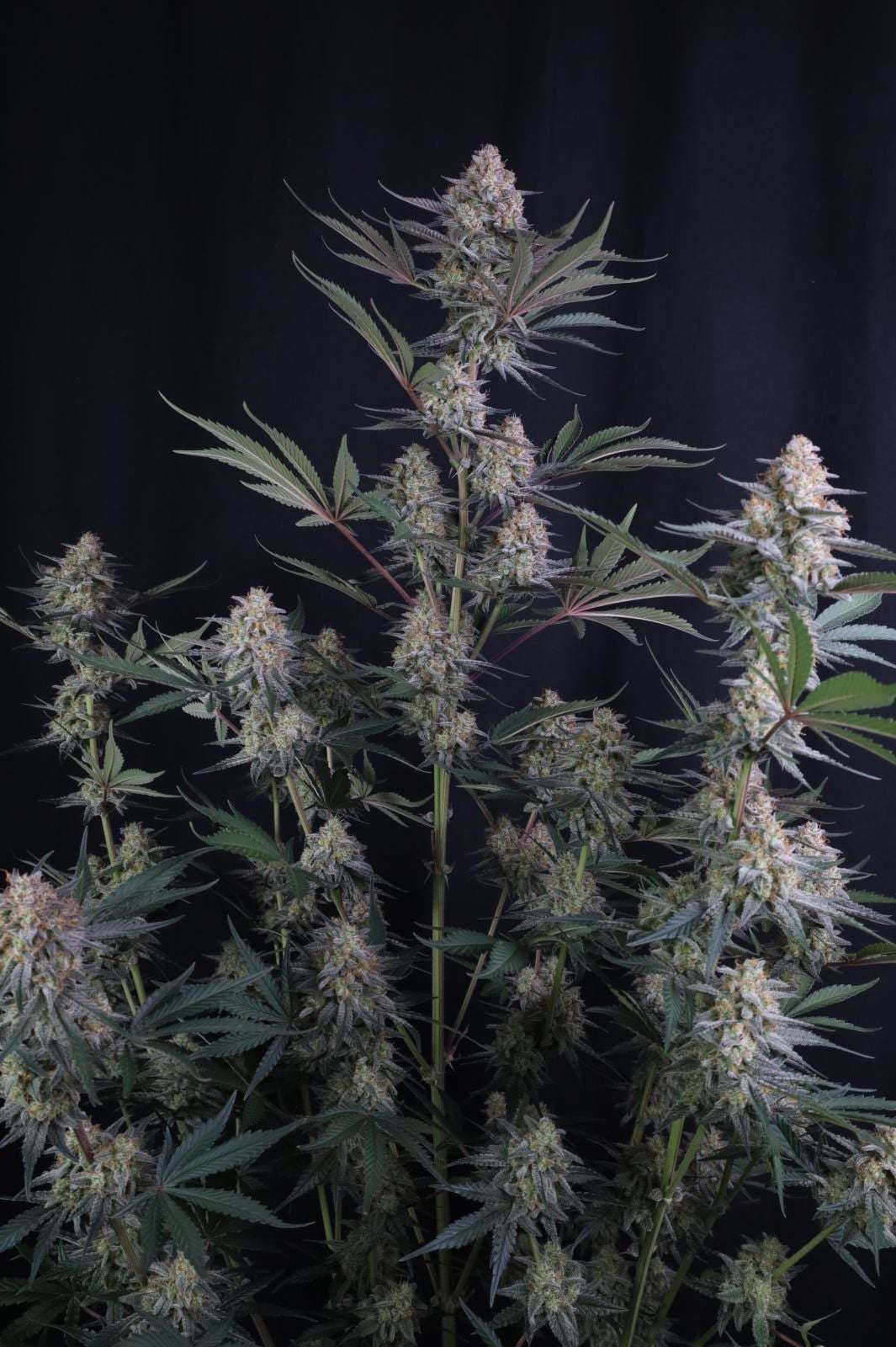 Lemon Tree Auto Fast Buds - immagine 2