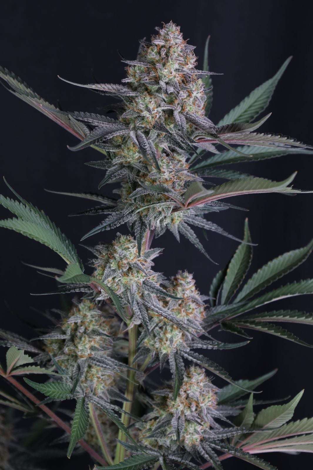 Lemon Tree Auto Fast Buds - immagine 5