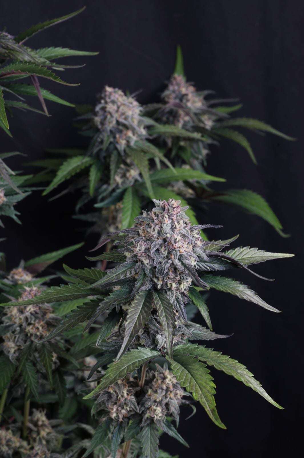 Lemon Cherry Sundae Auto Fast Buds - immagine 5