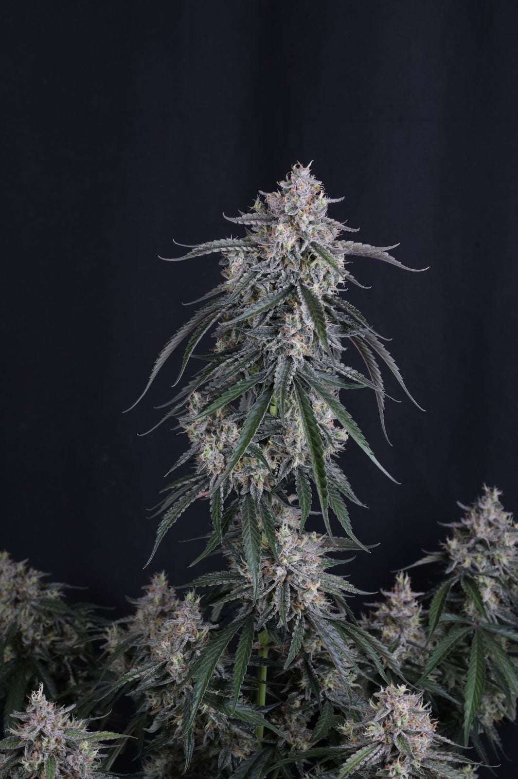 GMO Auto Fast Buds - immagine 3