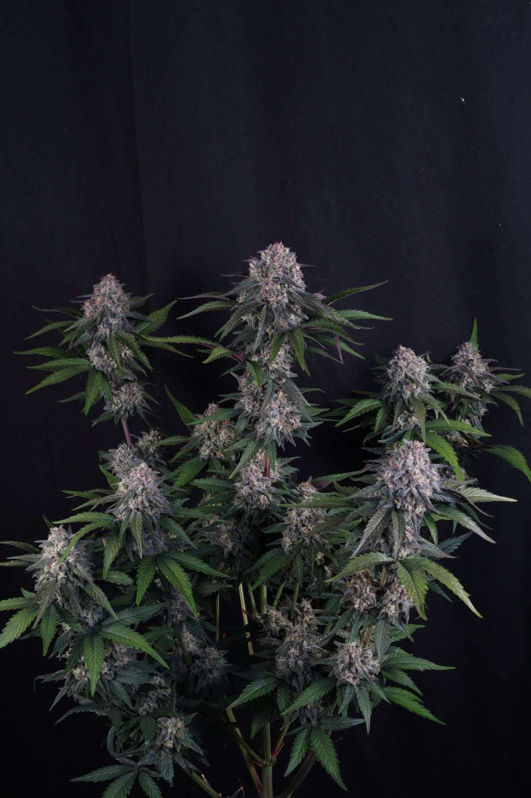 Lemon Cherry Sundae Auto Fast Buds - immagine 3