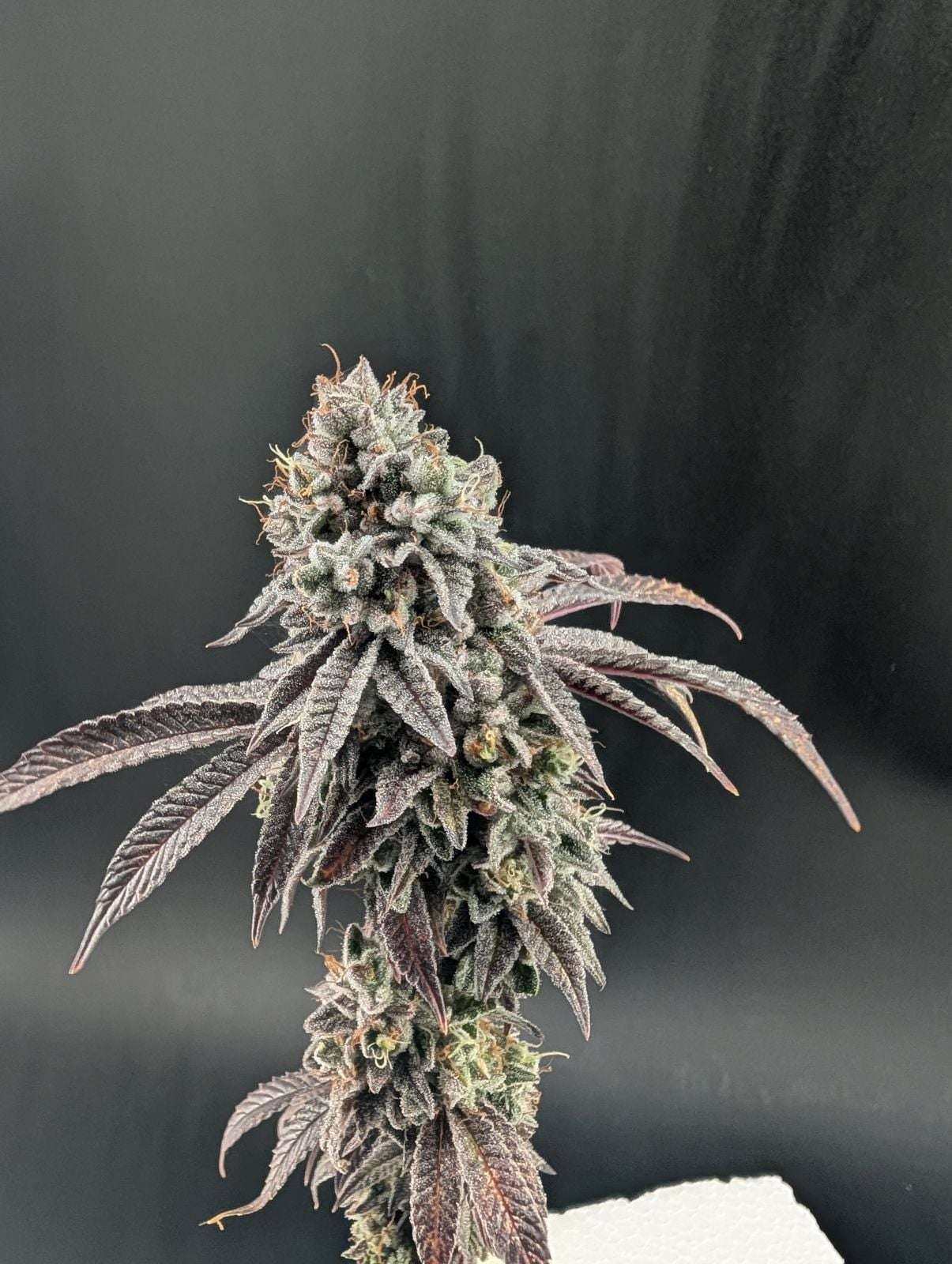 Garlic Mint Sherbet Fast Buds - immagine 3