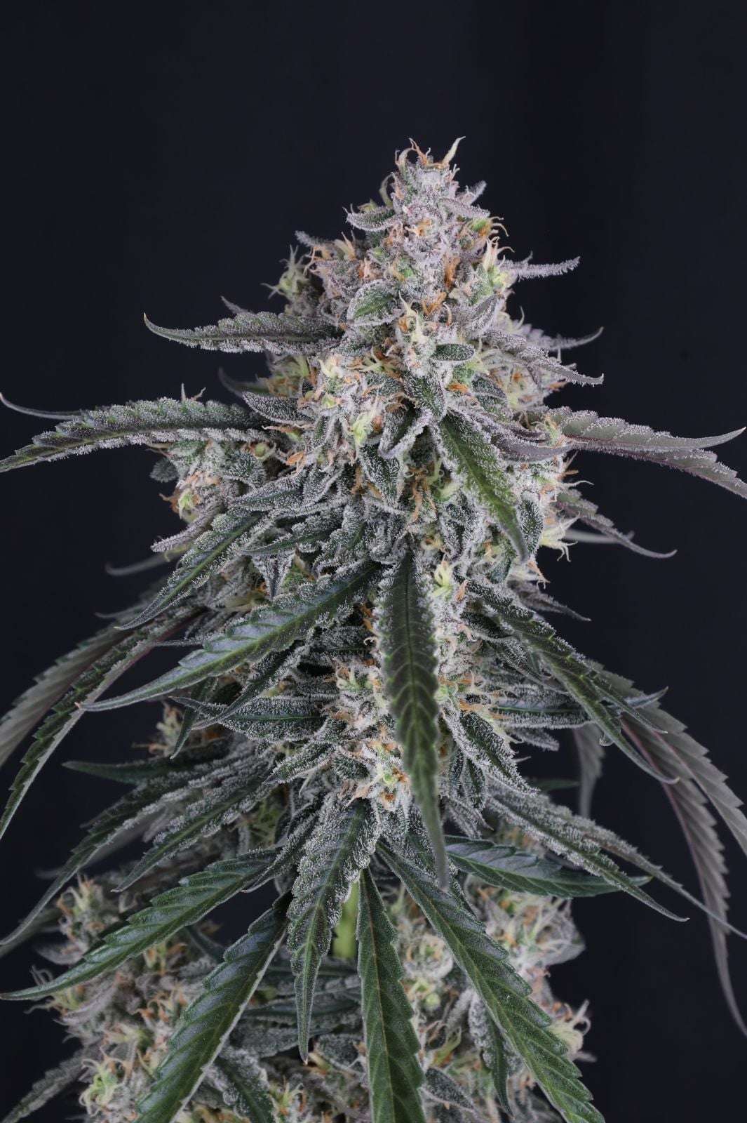 GMO Auto Fast Buds - immagine 5