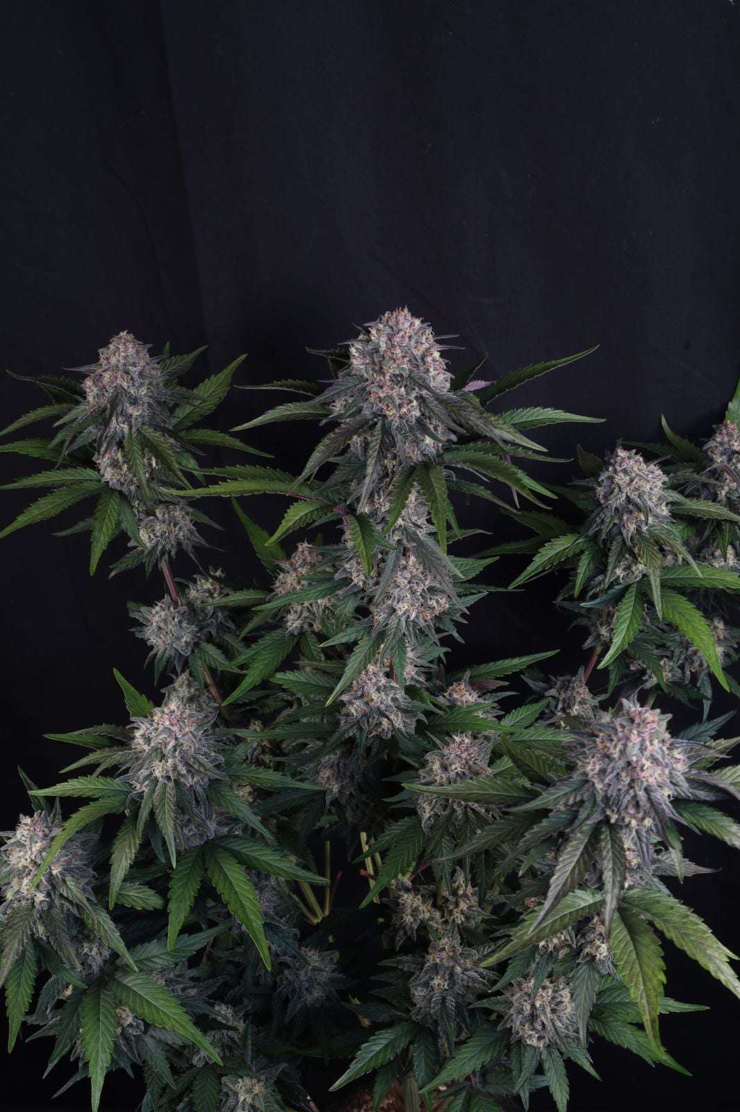 Lemon Cherry Sundae Auto Fast Buds - immagine 4