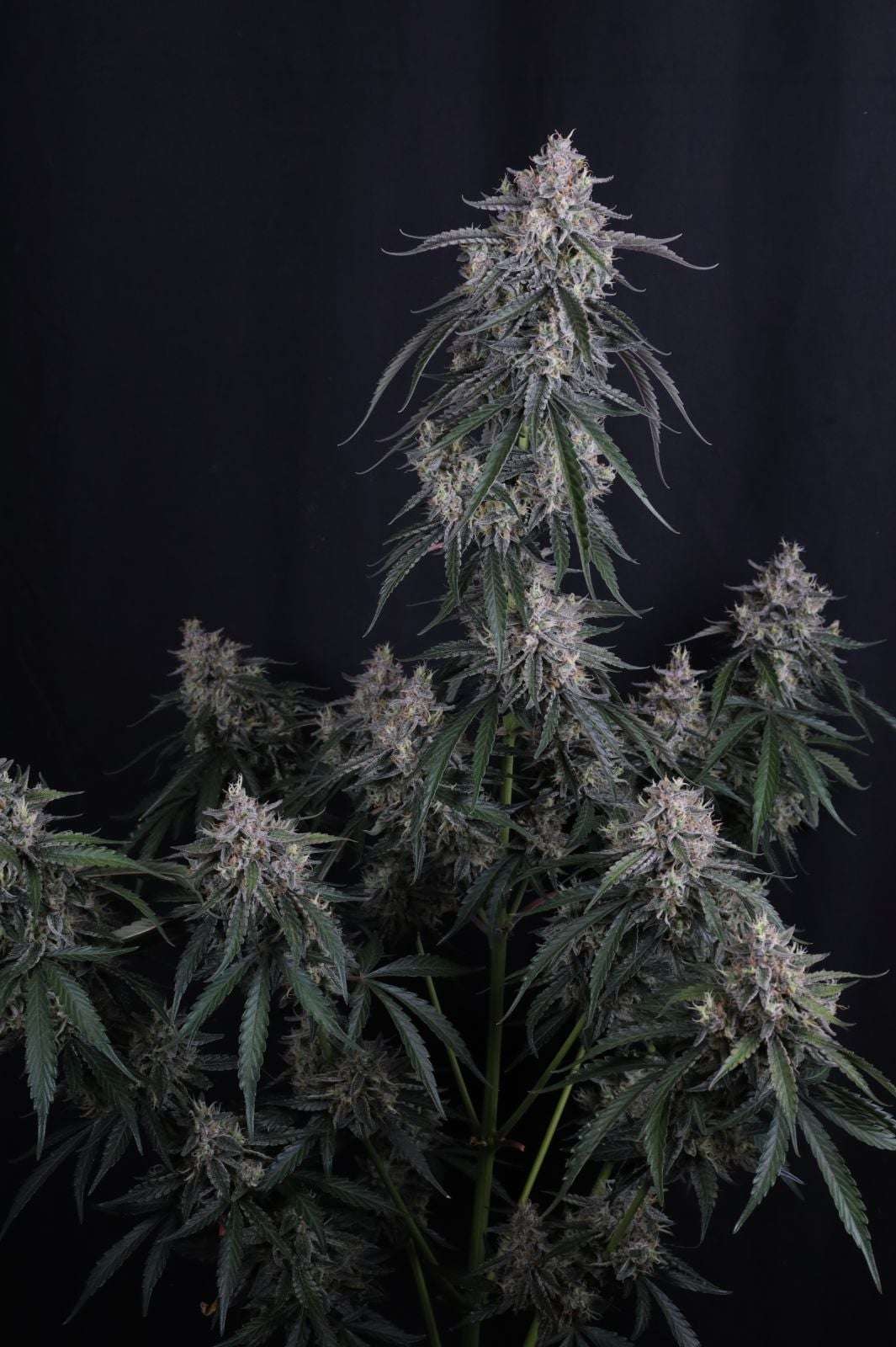 GMO Auto Fast Buds - immagine 2