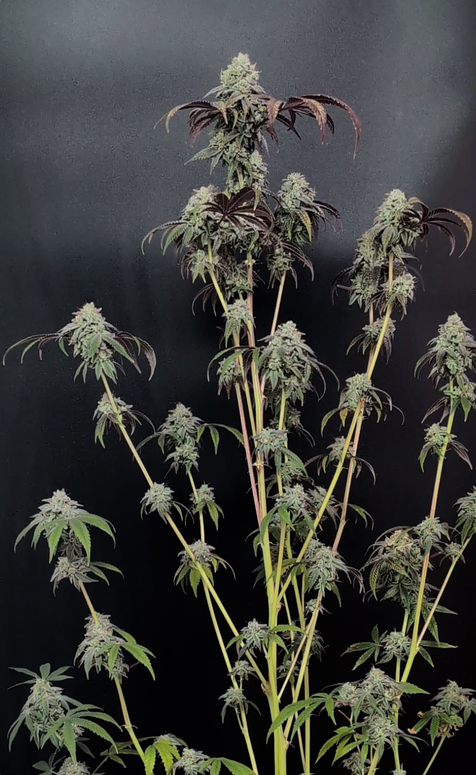 Garlic Mint Sherbet Fast Buds - immagine 5