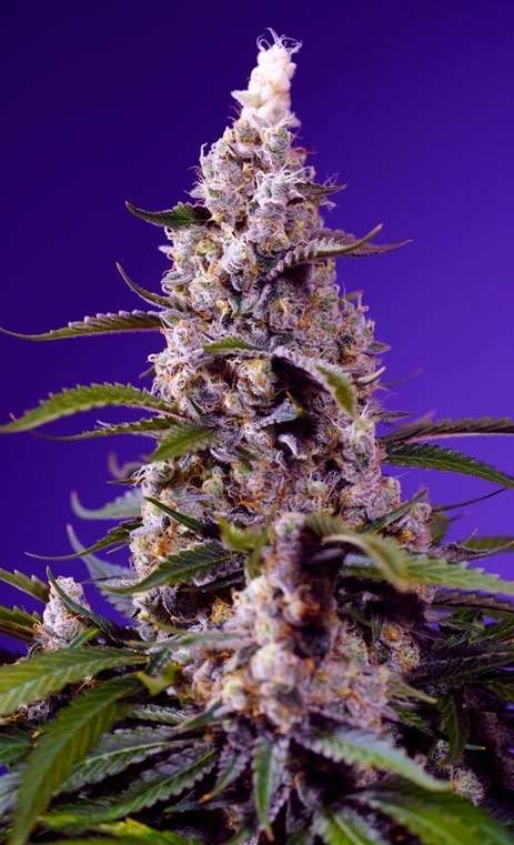 Banana Cream Cake XL Auto - Sweet Seeds