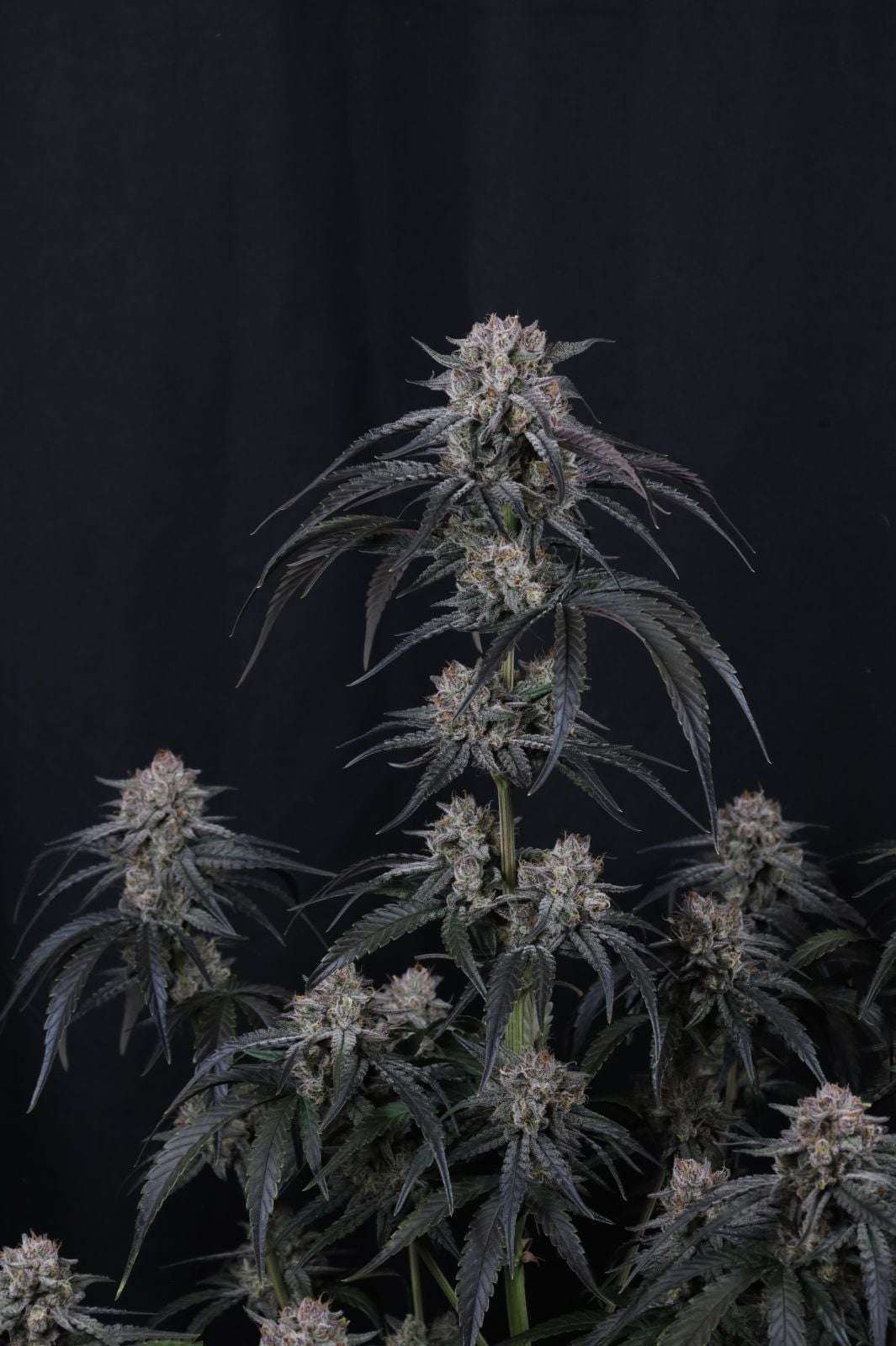 Mango Frost Auto Fast Buds - immagine 2