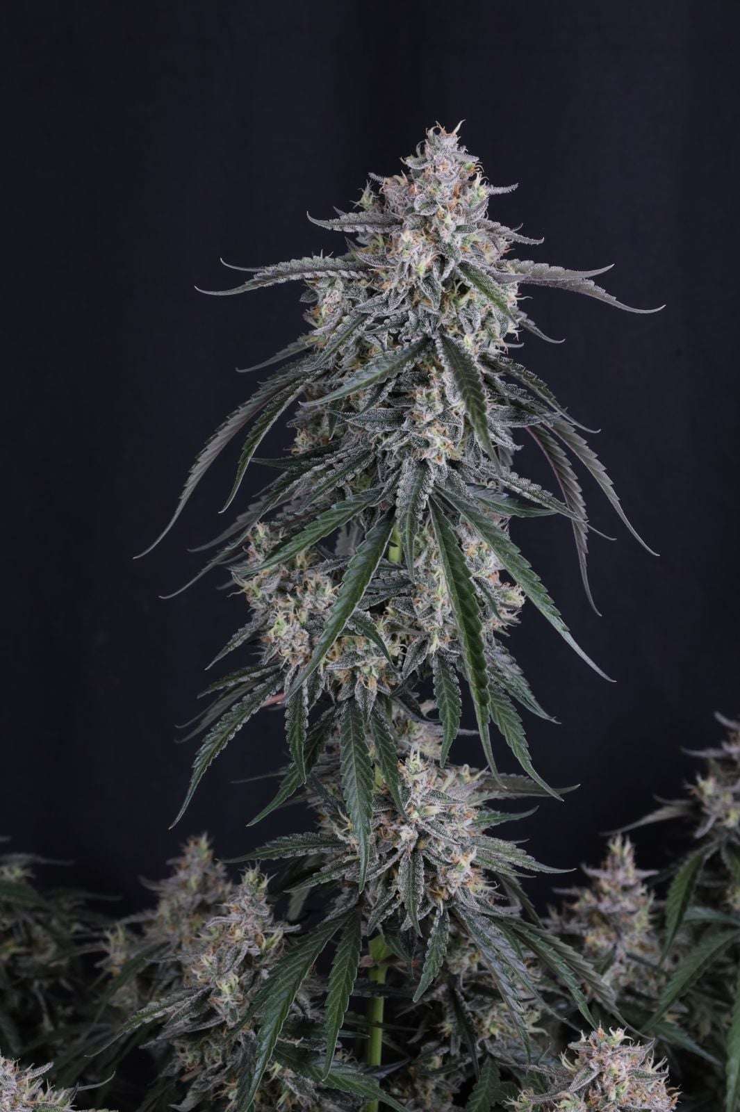 GMO Auto Fast Buds - immagine 4