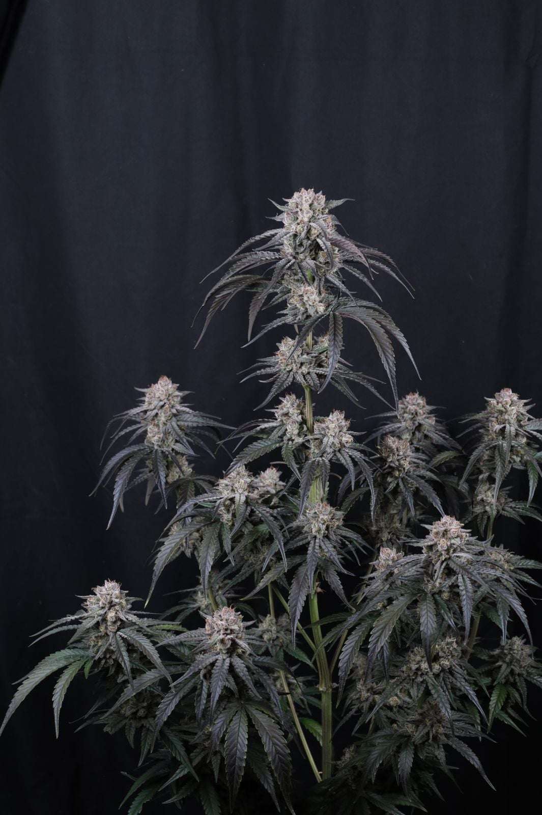 Mango Frost Auto Fast Buds - immagine 4