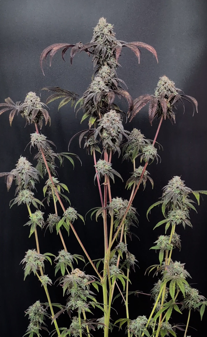 Garlic Mint Sherbet Fast Buds - immagine 2