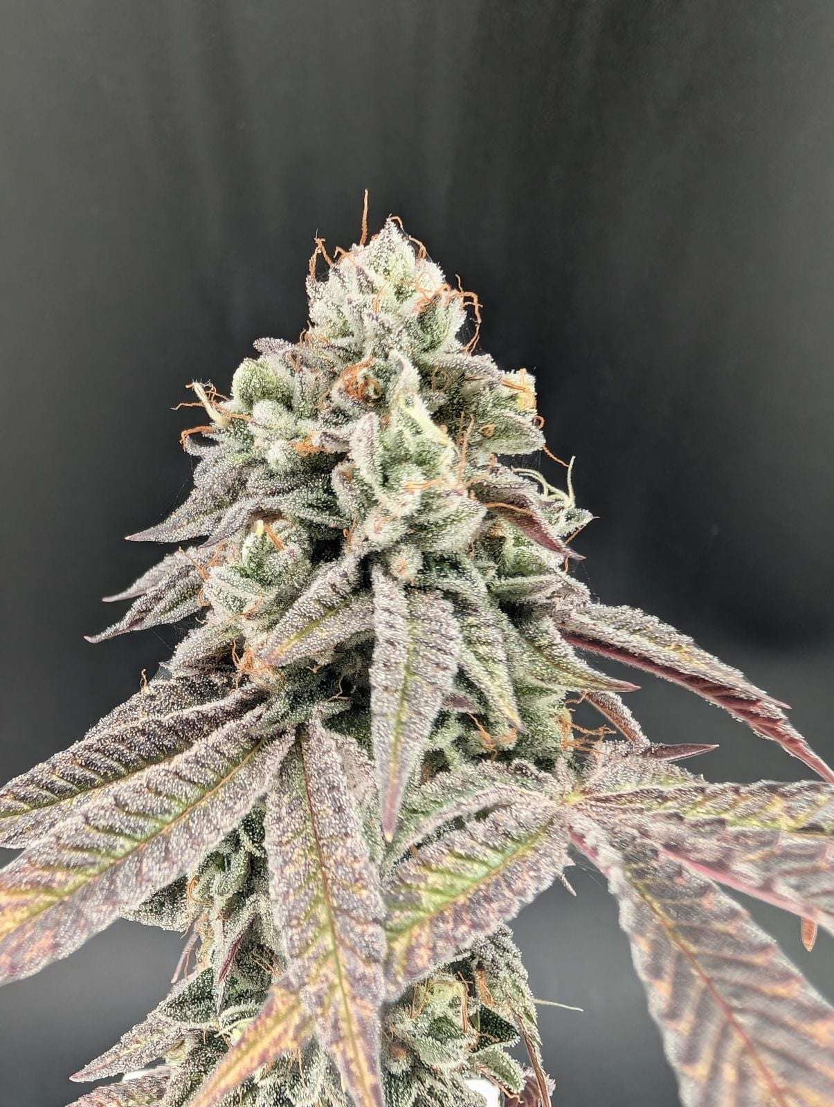 Garlic Mint Sherbet Fast Buds - immagine 4