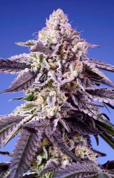 Permanent Jealousy XL Auto - Sweet Seeds