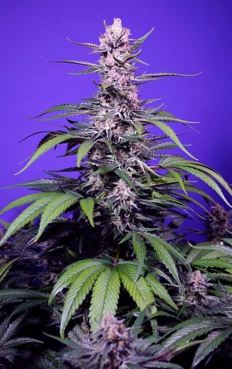 Permanent Marker XL Auto - Sweet Seeds