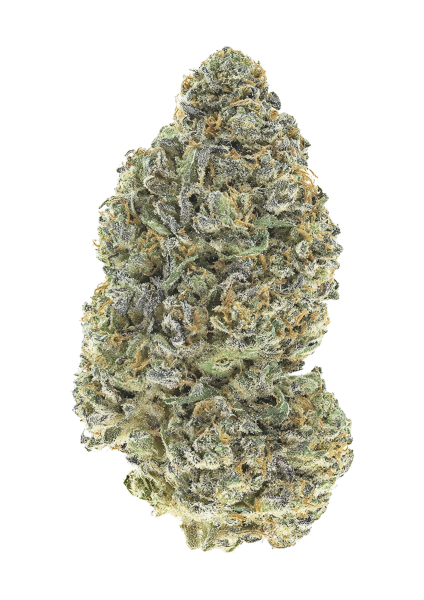 Garlic Mint Sherbet Fast Buds