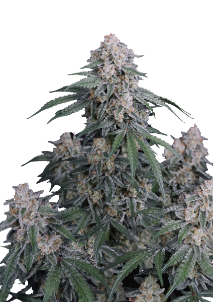 GMO Auto Fast Buds