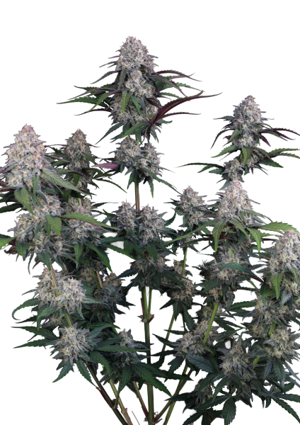 Lemon Cherry Sundae Auto Fast Buds