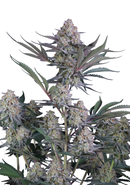 Lemon Tree Auto Fast Buds