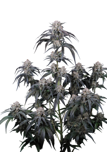 Mango Frost Auto Fast Buds